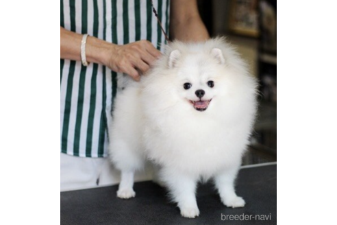 販売中のポメラニアンの親犬