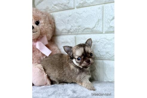 福岡県のチワワ ロングコート 女の子 22 03 19生まれ チョコ フォーン 子犬id ブリーダーナビ 福岡県のチワワ ロングコート 女の子 22 03 19生まれ チョコ フォーン 子犬id ブリーダーナビ