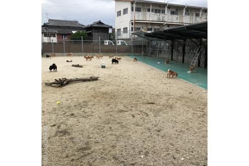 相島俊介ブリーダーの詳細の1枚目