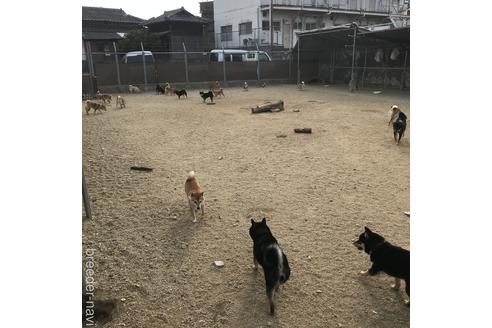 相島俊介ブリーダーの詳細