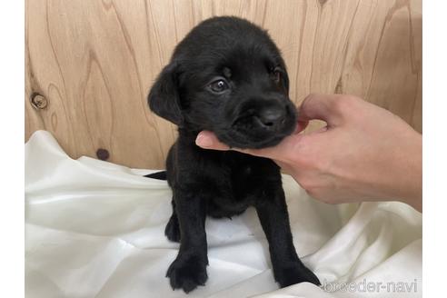 愛知県のラブラドールレトリーバー 男の子 22 04 02生まれ ブラック 黒 子犬id ブリーダーナビ 愛知県のラブラドールレトリーバー 男の子 22 04 02生まれ ブラック 黒 子犬id ブリーダーナビ