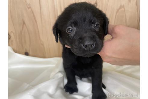 ラブラドールレトリバーのブラック系の子犬を探す｜ブリーダー