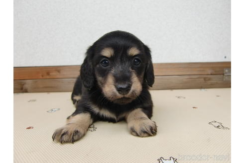 サンプル 柴犬 ミニチュアダックス Ergosolenergiasolar Com Br