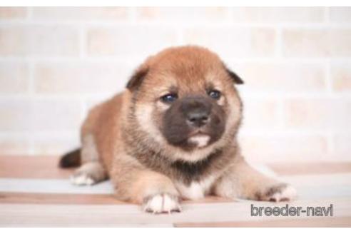 福岡県の柴犬 女の子 22 04 11生まれ 赤色 子犬id ブリーダーナビ