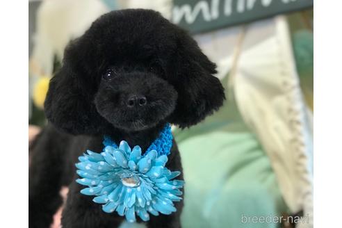 販売中のトイプードルの親犬