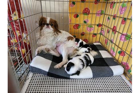 販売中の狆 (チン)の親犬