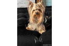 北城布佐子ブリーダー