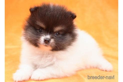 東京都のポメラニアン 男の子 22 04 05生まれ ブラックタンホワイトの珍しいカラー とっても可愛いです 子犬id ブリーダーナビ