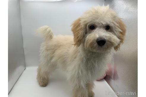 東京都のミックス マルプー マルチーズ トイプードル 男の子 21 11 11生まれ クリーム 子犬id ブリーダーナビ