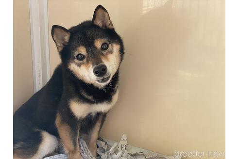 販売中の豆柴の親犬