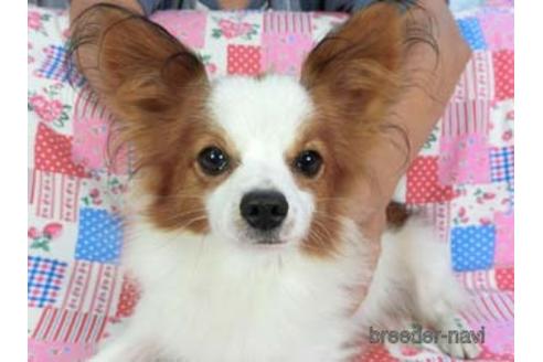 販売中のパピヨンの親犬