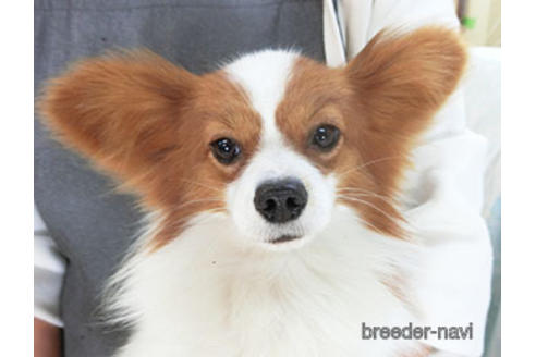 販売中のパピヨンの親犬