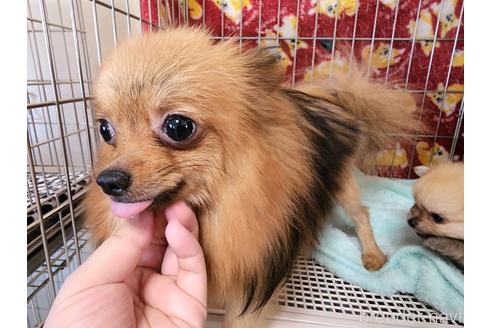販売中のポメラニアンの親犬