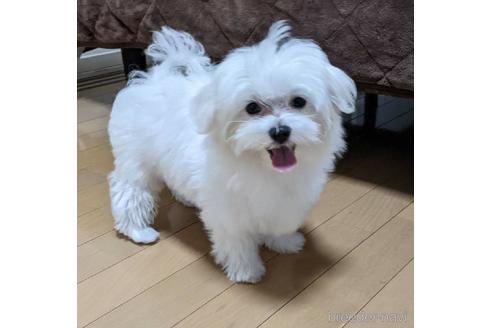 販売中のマルチーズの親犬