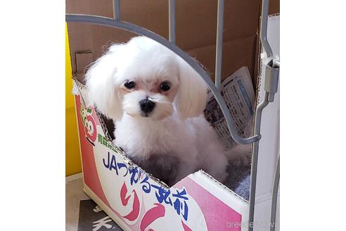 販売中のマルチーズの親犬