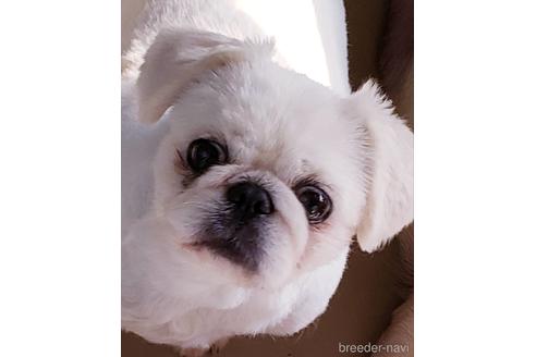 販売中のペキニーズの親犬