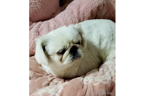 販売中のペキニーズの親犬