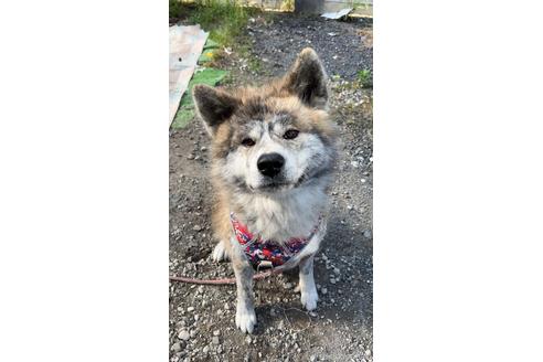 三重県の秋田犬 男の子 06 25生まれ 虎毛 子犬id ブリーダーナビ