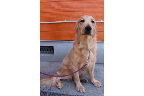 販売中のゴールデンレトリーバーの親犬