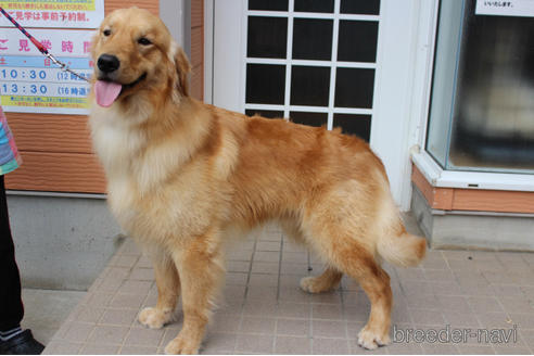 販売中のゴールデンレトリーバーの親犬