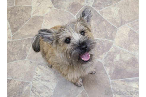 販売中のケアーンテリアの親犬