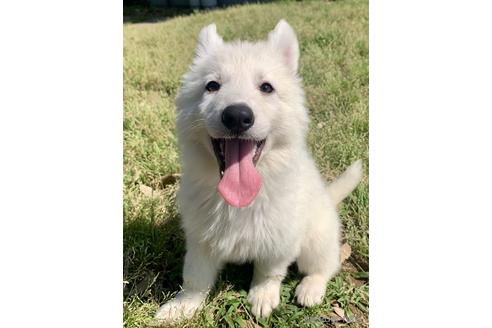 千葉県のホワイトシェパード 男の子 22 03 27生まれ ホワイト 白 子犬id ブリーダーナビ