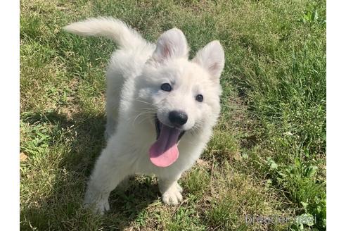 千葉県のホワイトシェパード 男の子 22 03 27生まれ ホワイト 白 子犬id ブリーダーナビ