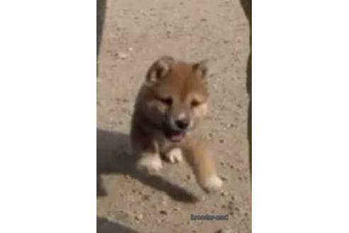 佐賀県の豆柴 男の子 22 04 09生まれ 赤色 子犬id 1418 ブリーダーナビ