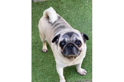 長野県のパグ 男の子 14 11 16生まれ フォーン 子犬id 1504 ブリーダーナビ