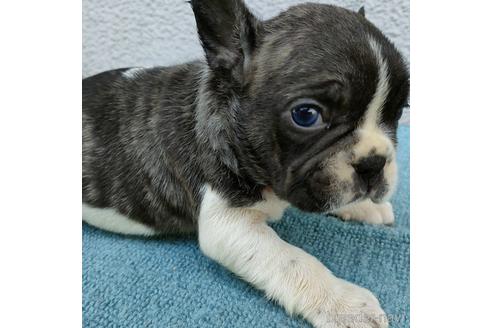フレンチブルドッグの子犬を探す ブリーダーナビ