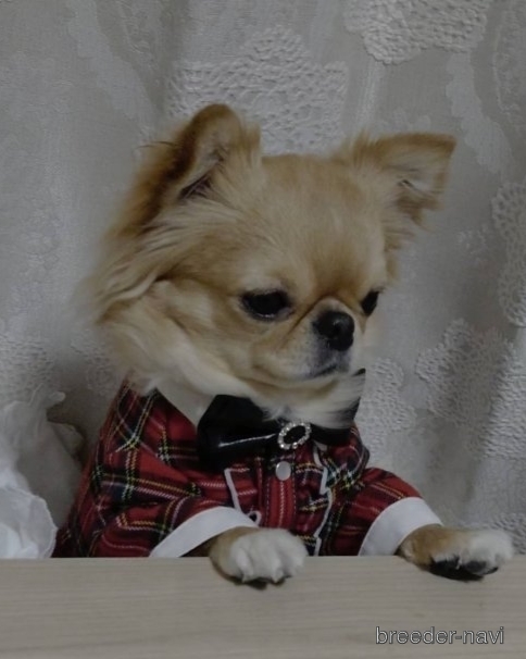 永金ブリーダー