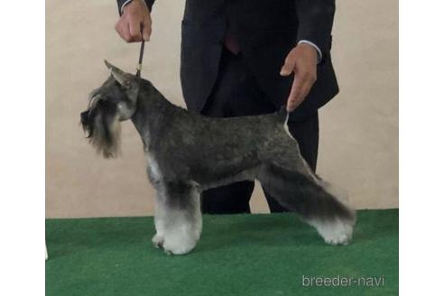 販売中のミニチュアシュナウザーの親犬