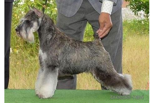 販売中のミニチュアシュナウザーの親犬