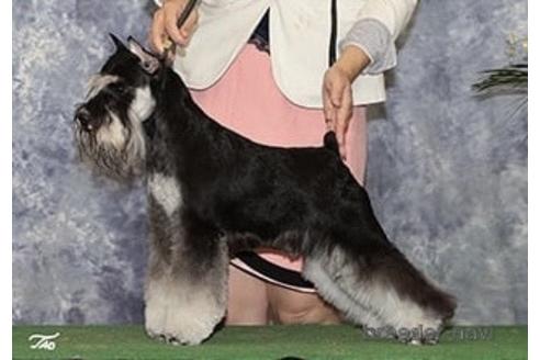 販売中のミニチュアシュナウザーの親犬