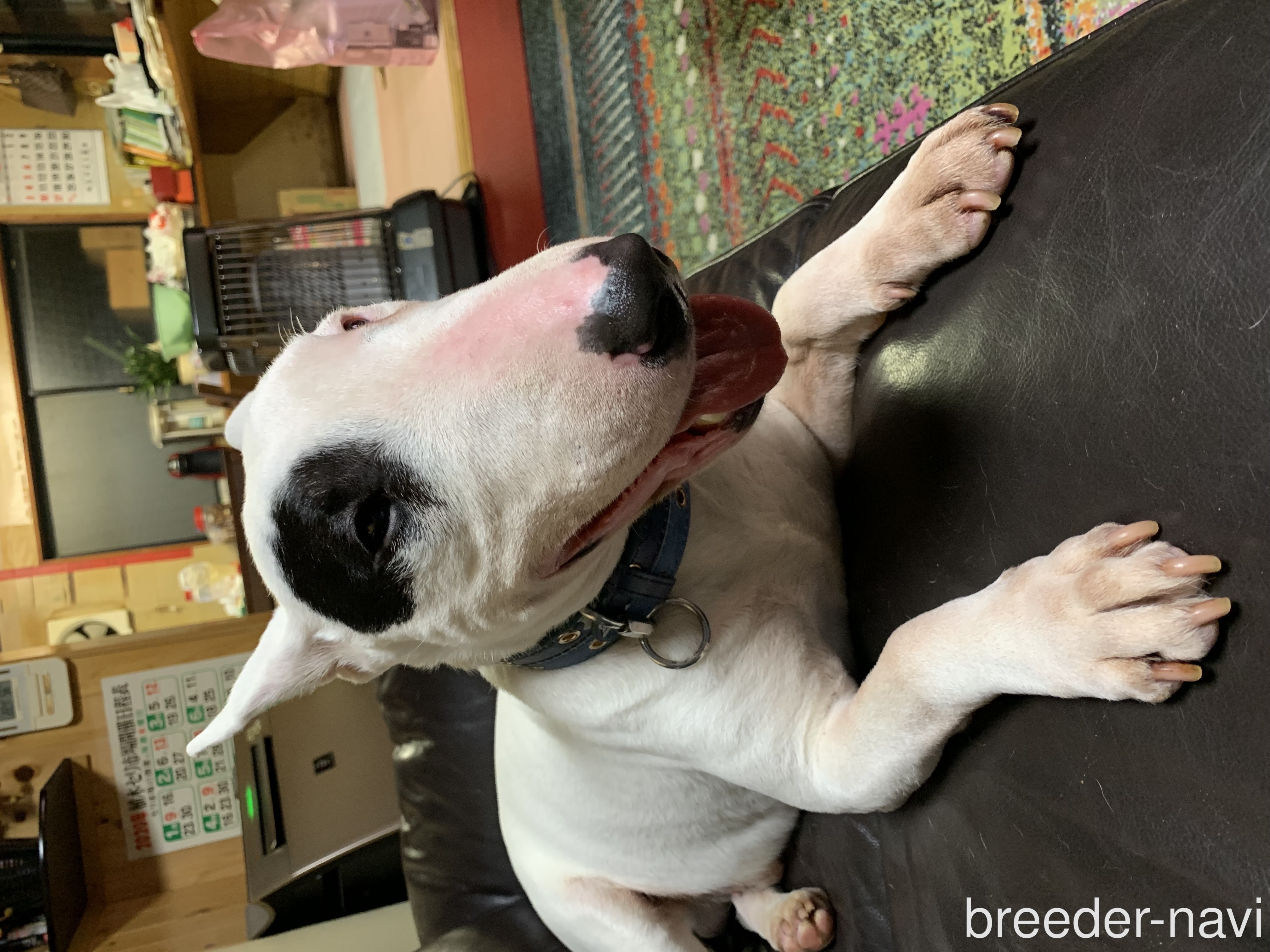 渡辺ブリーダー