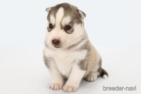 神奈川県のシベリアンハスキー 女の子 22 05 19生まれ シルバー ホワイト 子犬id 12 ブリーダーナビ