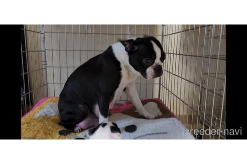 販売中のボストンテリアの親犬