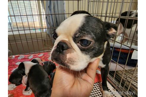 販売中のボストンテリアの親犬