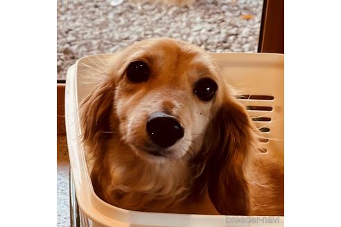福岡県のミニチュアダックスフンド ロングヘアード 女の子 16 12 10生まれ イエロー 子犬id 13 ブリーダーナビ 福岡県のミニチュアダックスフンド ロングヘアード 女の子 16 12 10生まれ イエロー 子犬id 13 ブリーダーナビ