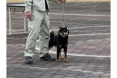 藤森建成ブリーダーの詳細