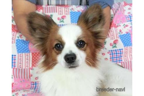 販売中のパピヨンの親犬