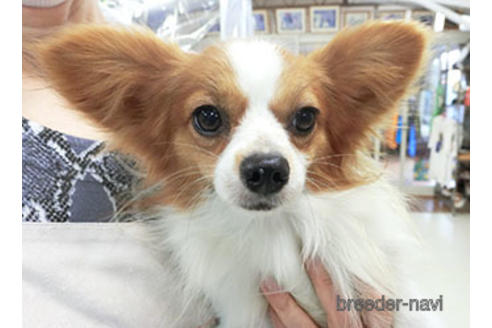 販売中のパピヨンの親犬