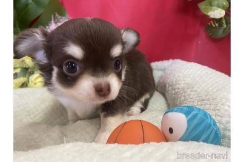 チョコタンのチワワの子犬を探す|ブリーダーナビ セール・SALE ヘッドカバー チワワ チョコタン FW アクセサリー
