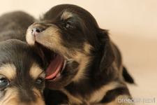 ♀︎カニンヘンダックスフンド(ロングヘアード)