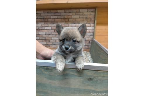 愛媛県のミックス犬 男の子 22 05 03生まれ 赤毛 子犬id ブリーダーナビ 愛媛県のミックス犬 男の子 22 05 03生まれ 赤毛 子犬id ブリーダーナビ