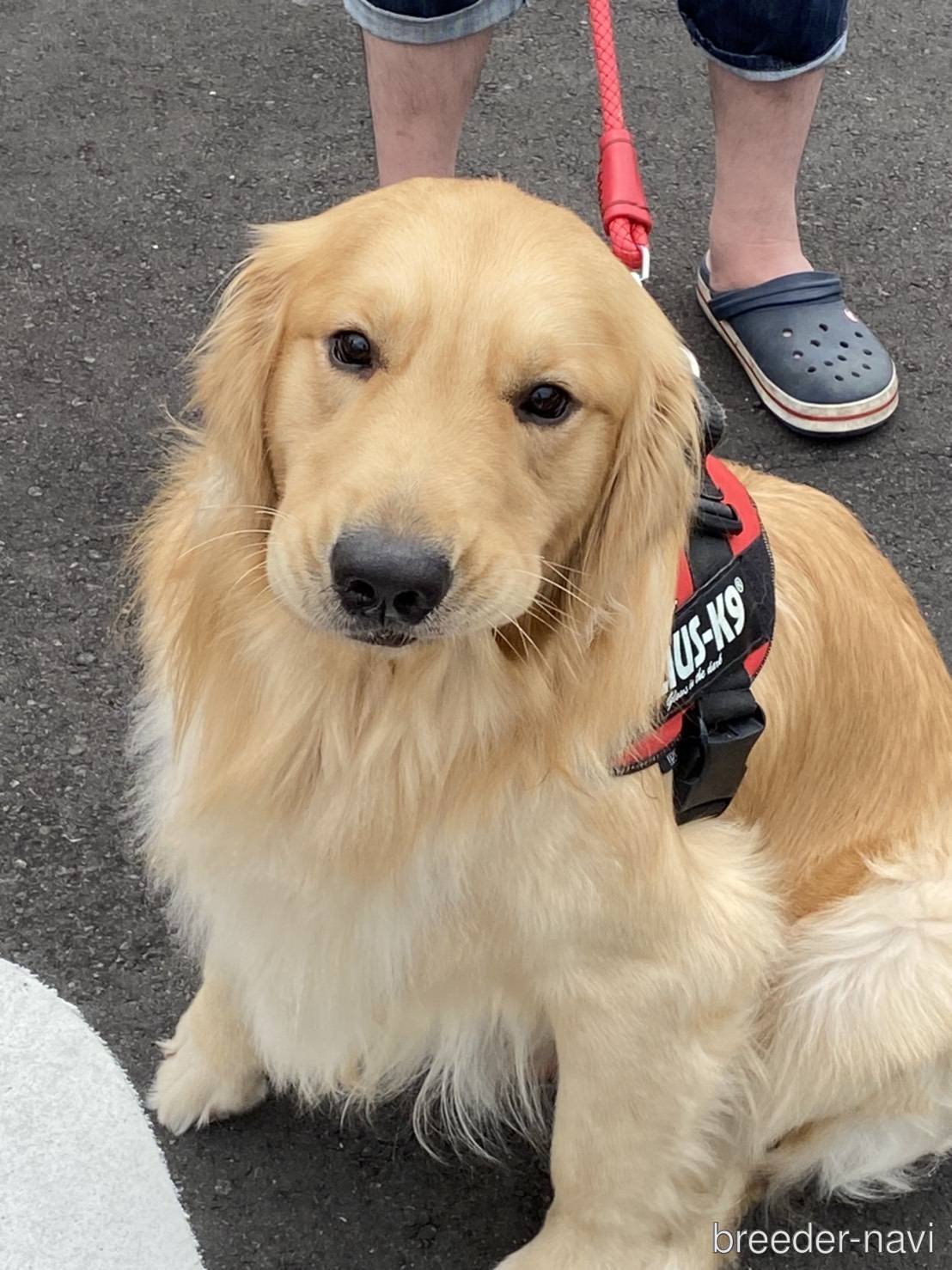 藤田ブリーダー