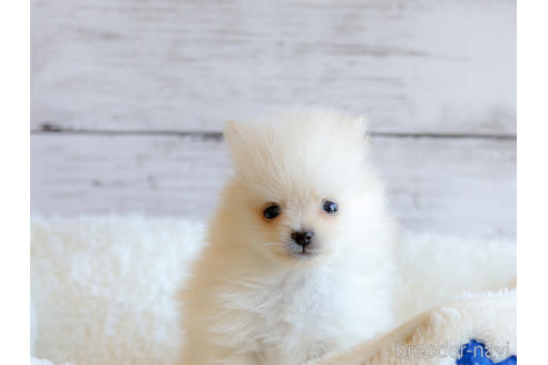 マイクロ ポメラニアン Www Vetrepro Fr マイクロ ポメラニアン Www Vetrepro Fr