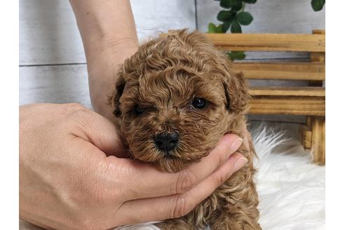 静岡県のトイプードル 女の子 22 05 01生まれ 可愛い女の子 子犬id ブリーダーナビ