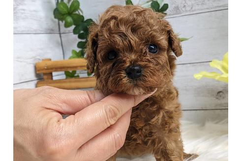 静岡県のトイプードル 男の子 22 05 01生まれ レッド 子犬id ブリーダーナビ