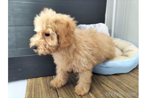 兵庫県のトイプードル 男の子 22 03 11生まれ アプリコット 子犬id ブリーダーナビ